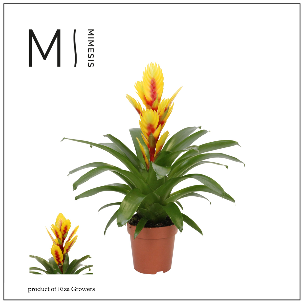 Mimesis Vriesea Intenso Yellow Flame - 12 cm.