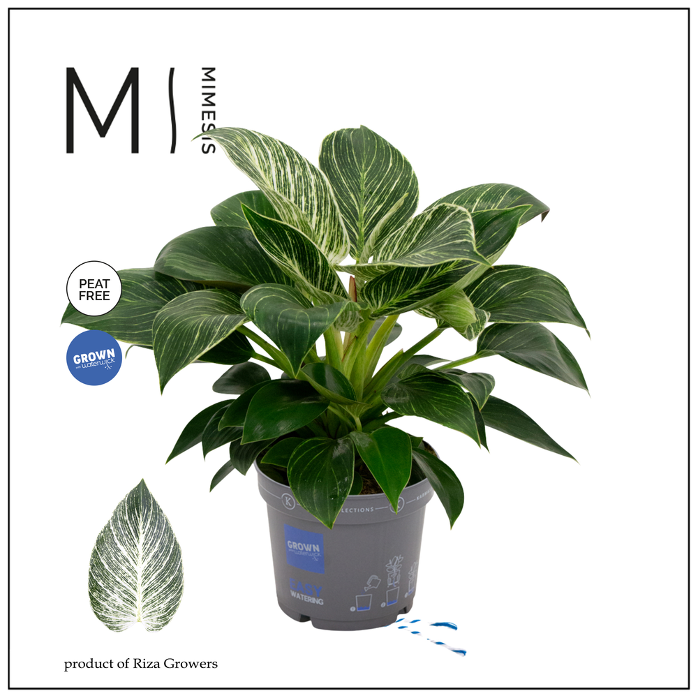 Philodendron - KARMA White Stripe | 17cm.