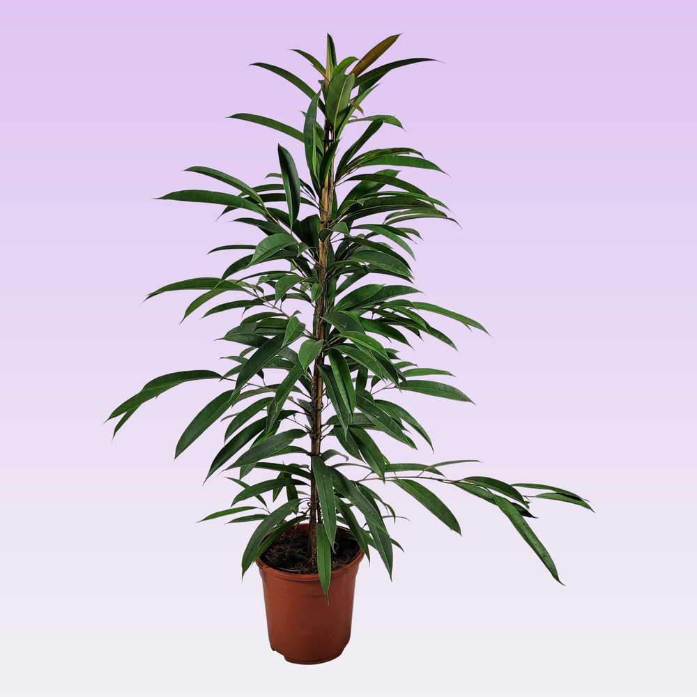 Ficus amstel king 105cm.