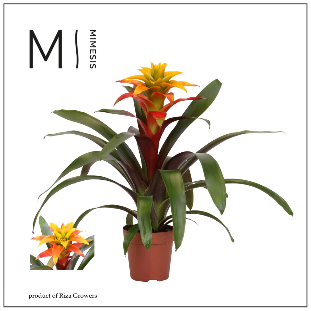 Mimesis Guzmania Fiero Yellow - 12 cm.
