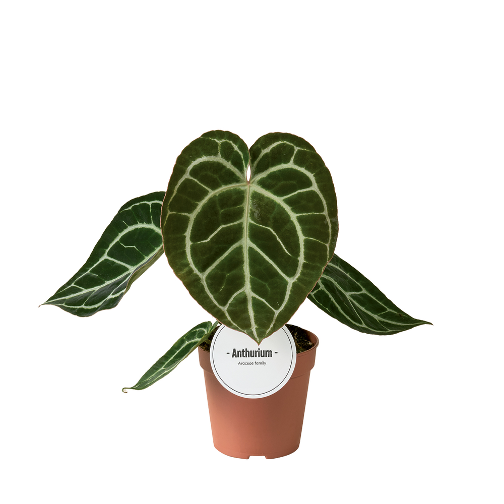 Anthurium Crystallinum.