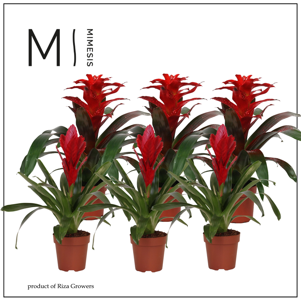 Mimesis Bromelia Red - 12 cm.