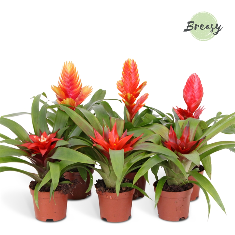 Bromelia Classic.
