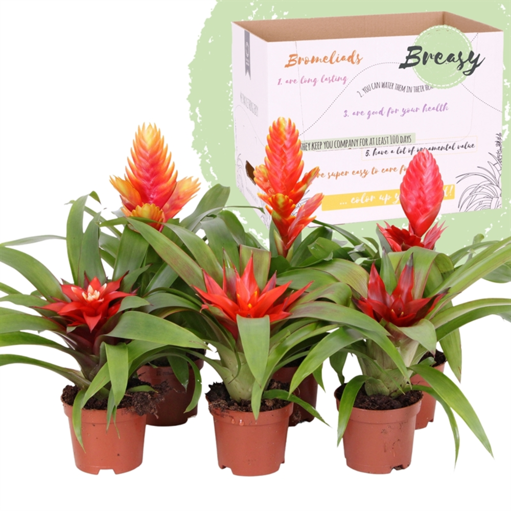 Bromelia Classic.
