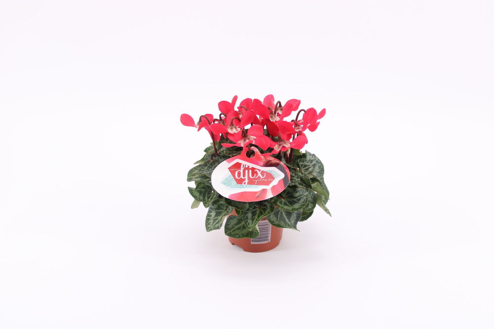 Cyclaam Djix Red 9cm.