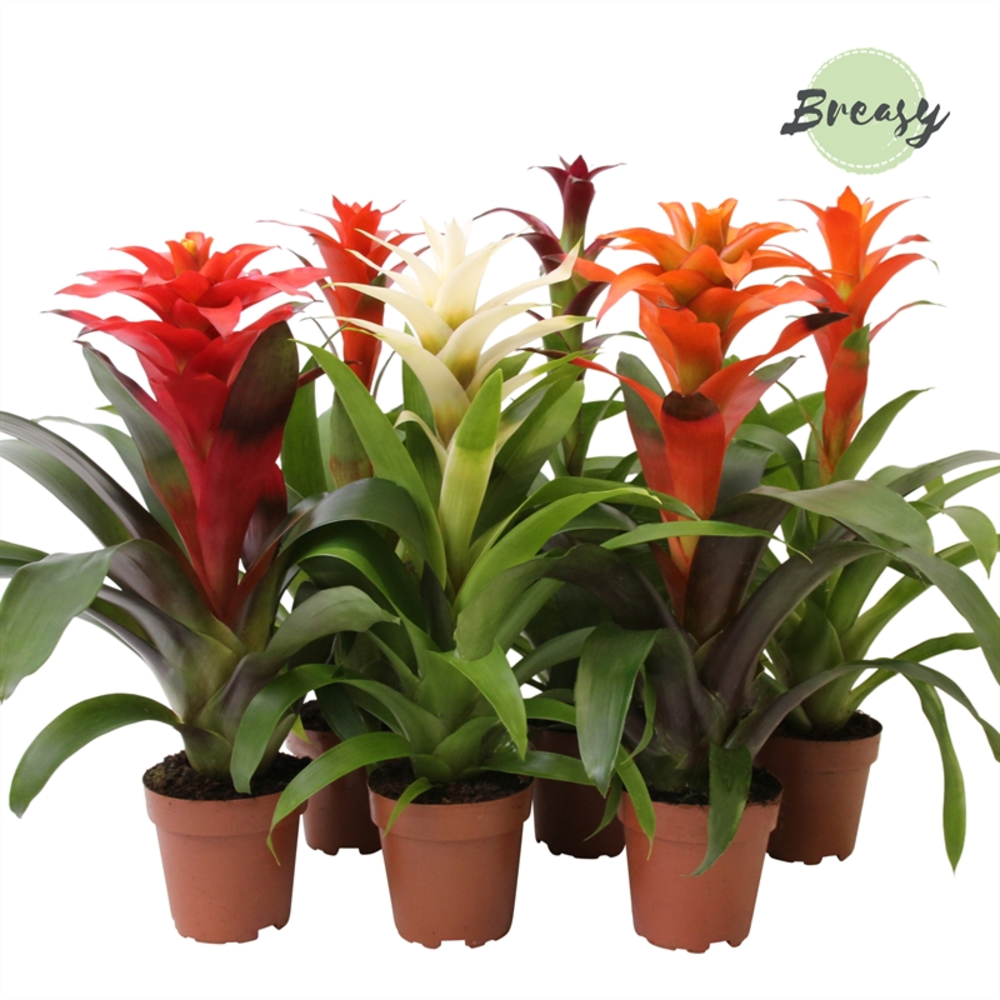 Guzmania Classic.