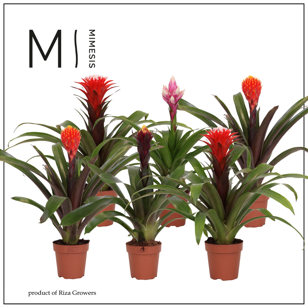 Mimesis Guzmania Rockyflower - 12 cm.