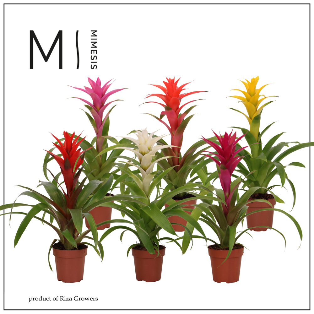 Mimesis Guzmania Suerte Cupcake - 12 cm.