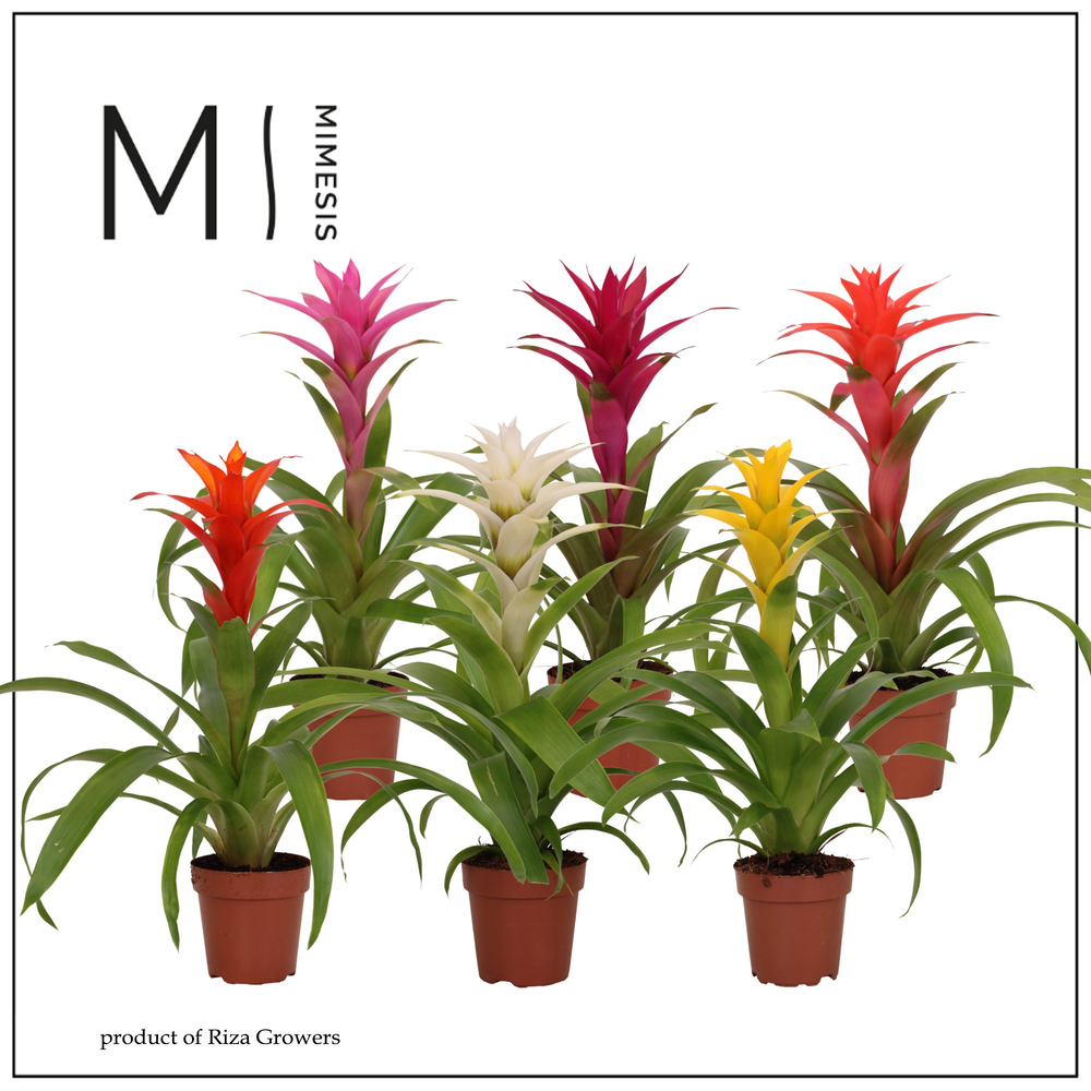Mimesis Guzmania Suerte Cupcake - 12 cm.