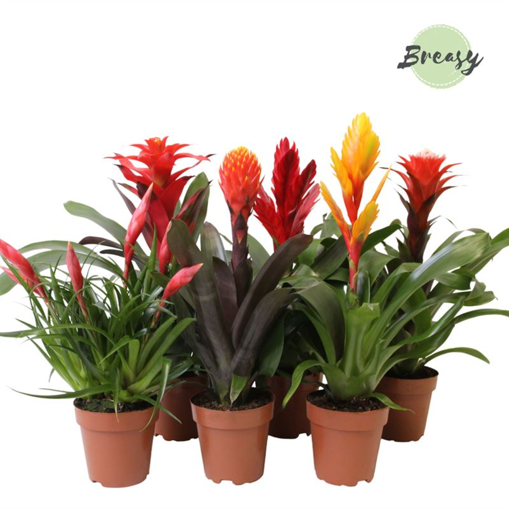 Bromelia Royal Classic.
