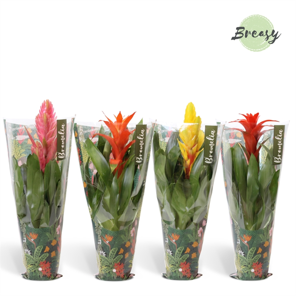 Bromelia Cupcake Jungle.