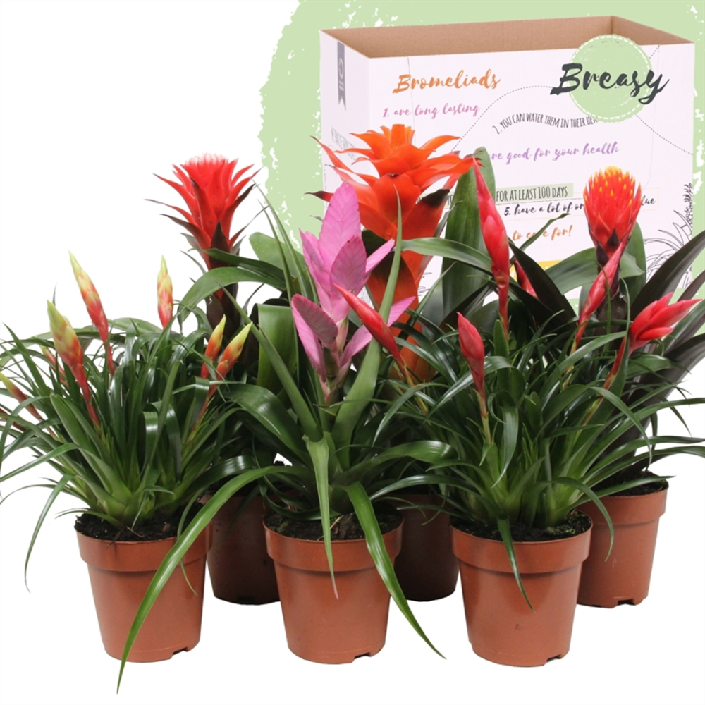 Bromelia Royal Cupcake.