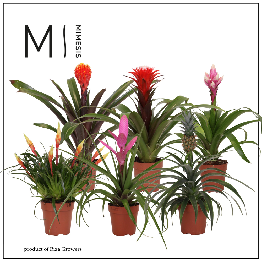 Mimesis Bromelia Royal Green - 12 cm.
