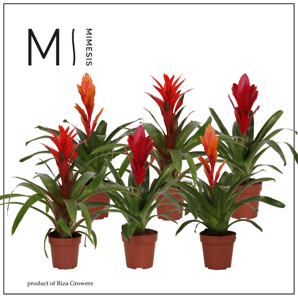 Mimesis Bromelia Urban - 12 cm.