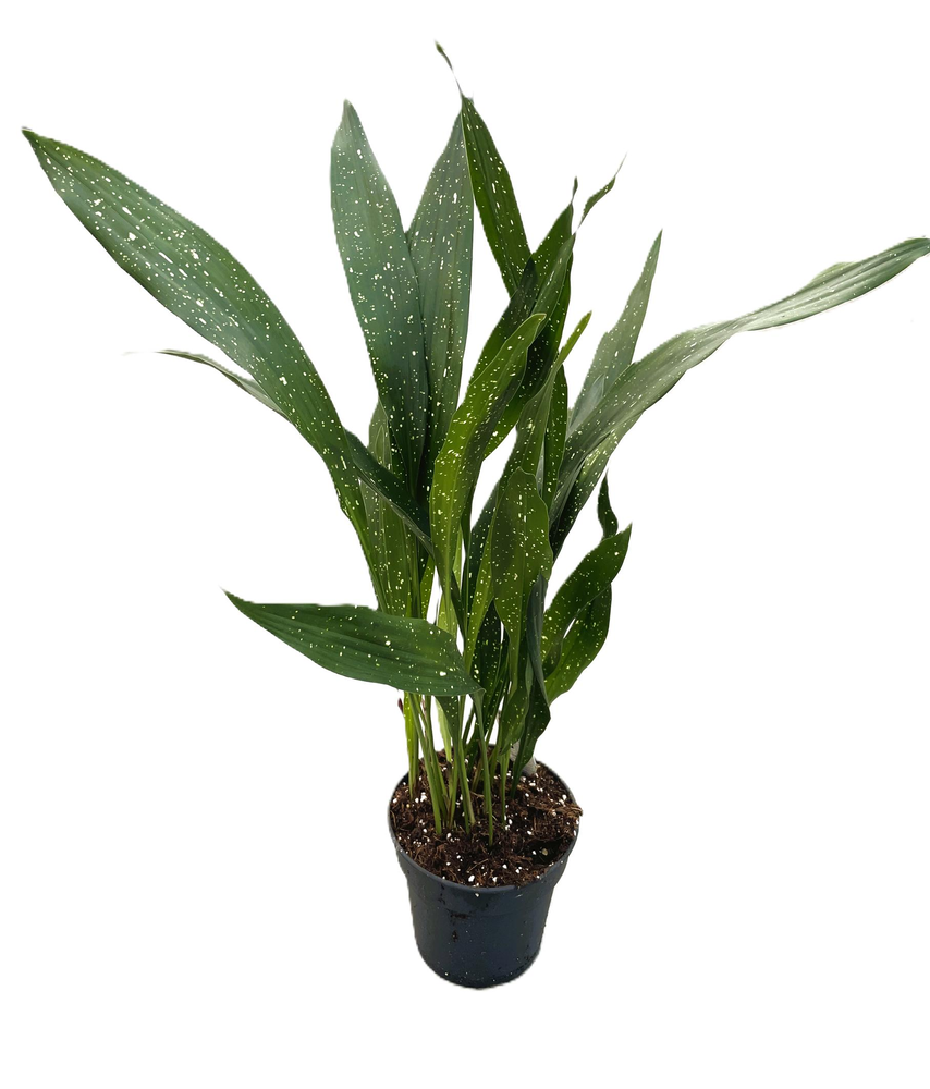 Aspidistra vietnamensis "Milky Way".