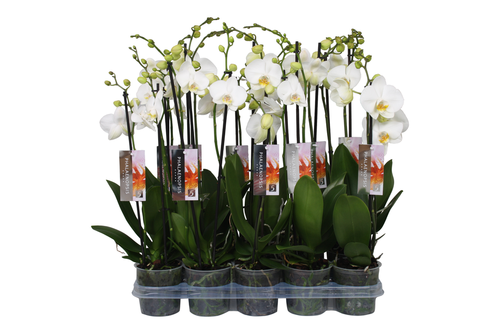 Phalaenopsis White, 2-spike 18+.