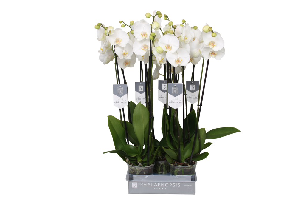 Phalaenopsis White World, 3-spike.