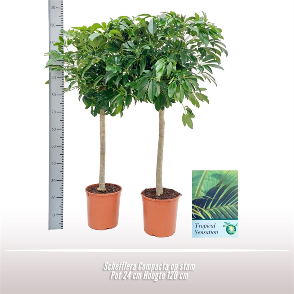 Schefflera Compacta op stam.