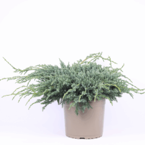 Juniperus squamata 'Blue Carpet'.