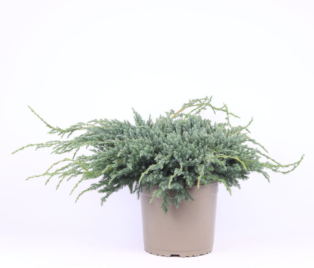 Juniperus squamata 'Blue Carpet'.