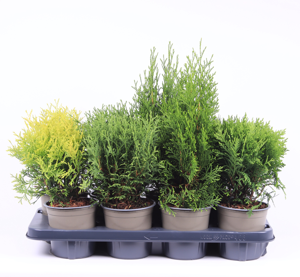 Thuja gemengde bak.