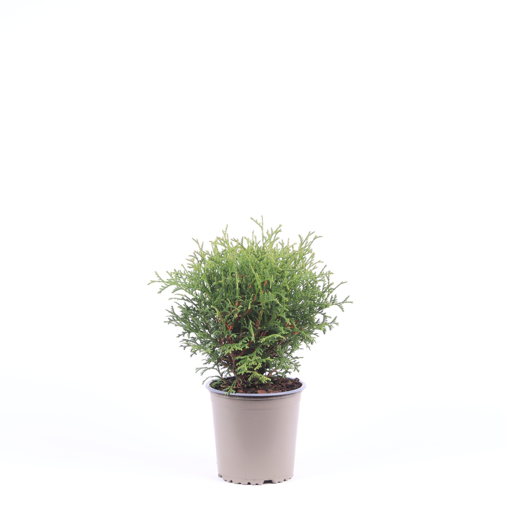 Thuja occidentalis 'Tiny Tim'.