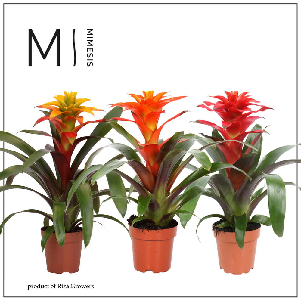 Mimesis Guzmania Fiero mix - 12 cm.