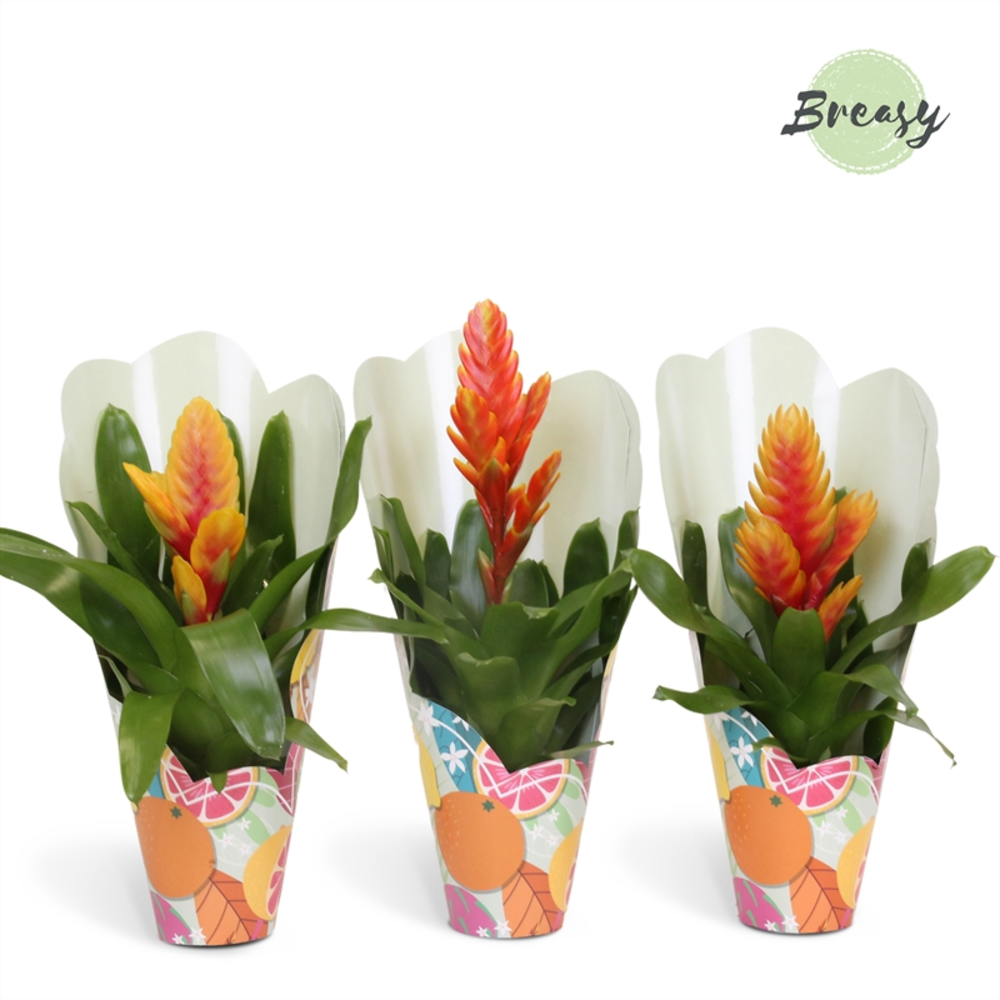 Vriesea Cupcake Gift.