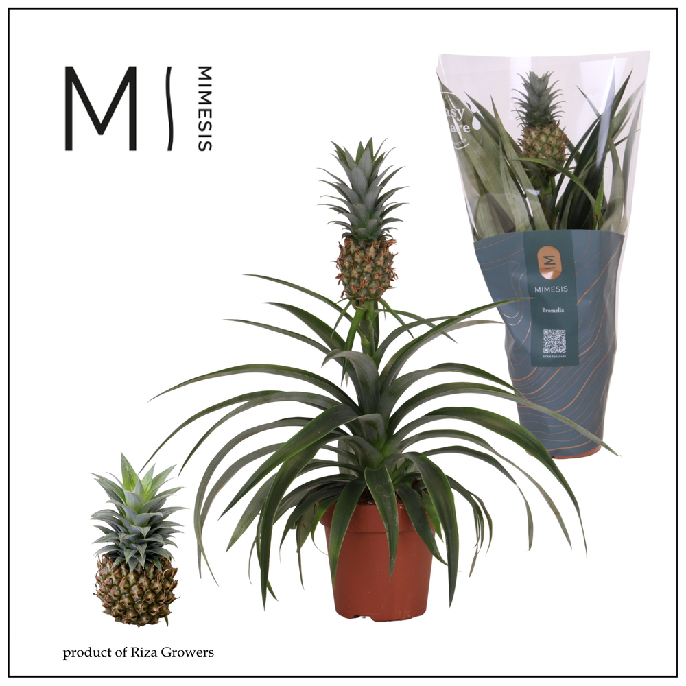 Mimesis Ananas Mi Amigo - 12 cm.