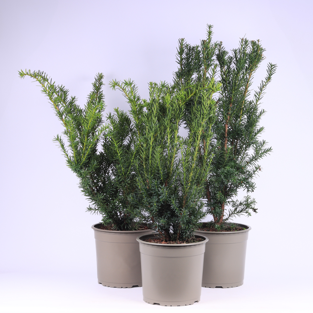 Taxus gemende bak.