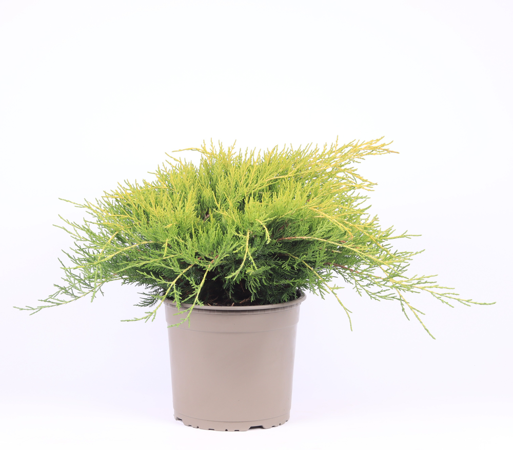 Juniperus x pfitzeriana 'Old Gold'.