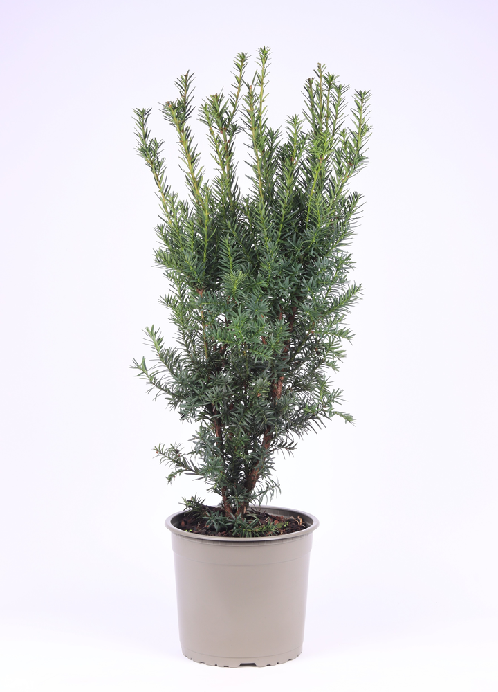 Taxus media 'Hicksii'.