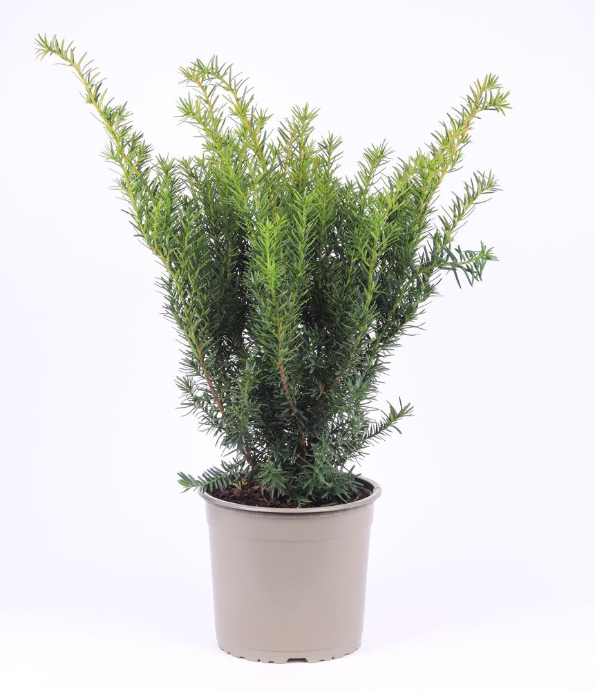 Taxus media 'Densiformis'.