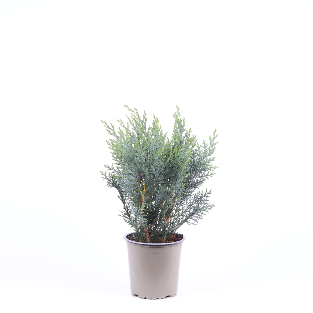 Chamaecyparis lawsoniana 'Pelt's Blue'.