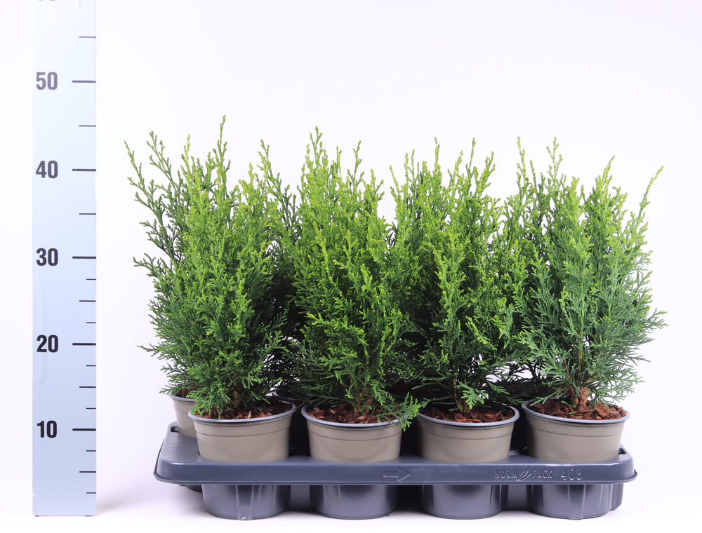 Chamaecyparis lawsoniana 'Robusta'.