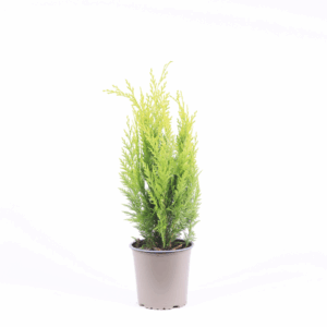 Chamaecyparis lawsoniana 'Ivonne'.