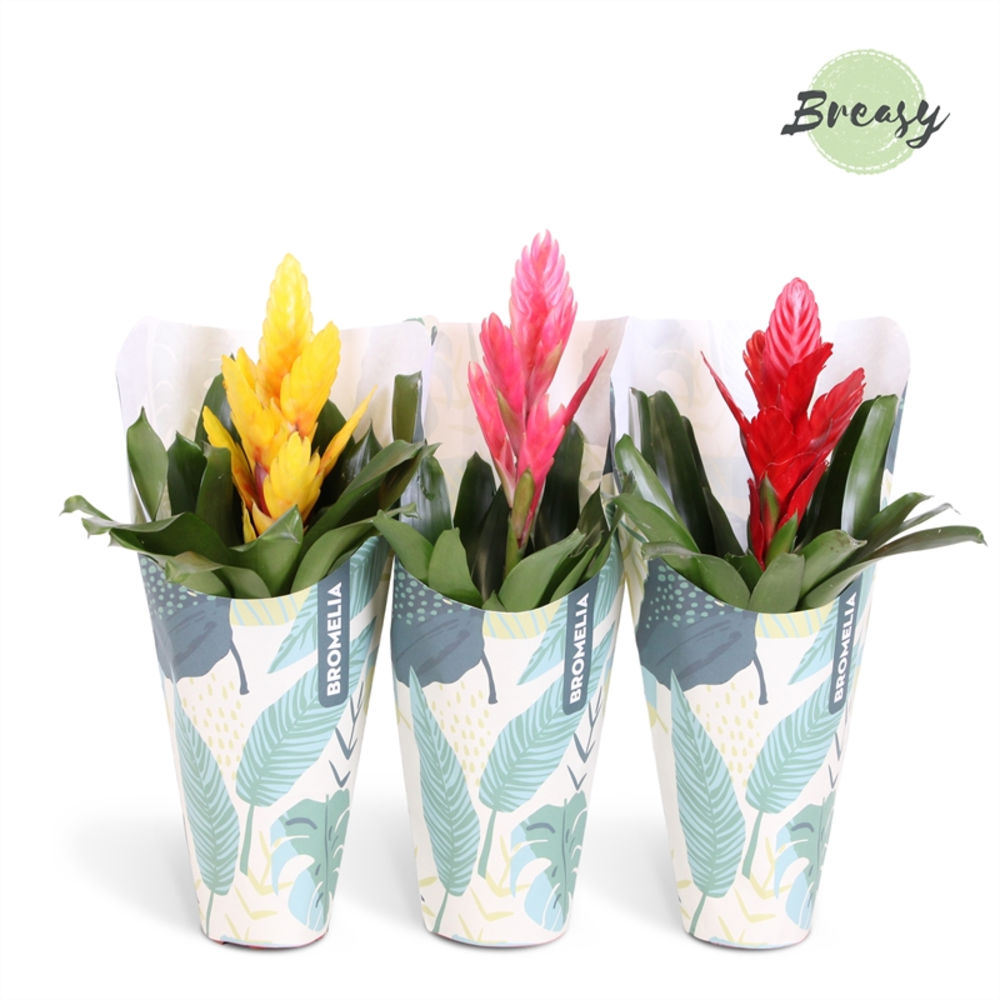 Vriesea Cupcake Jungle kraft.