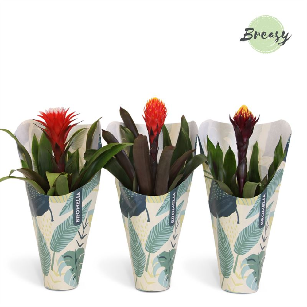 Guzmania Rockyflower Jungle Kraft.