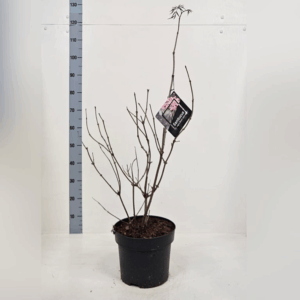 Sambucus nigra Black Lace