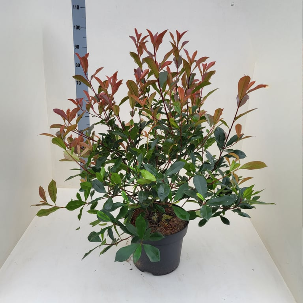 Photinia fraseri 'Carré Rouge'.