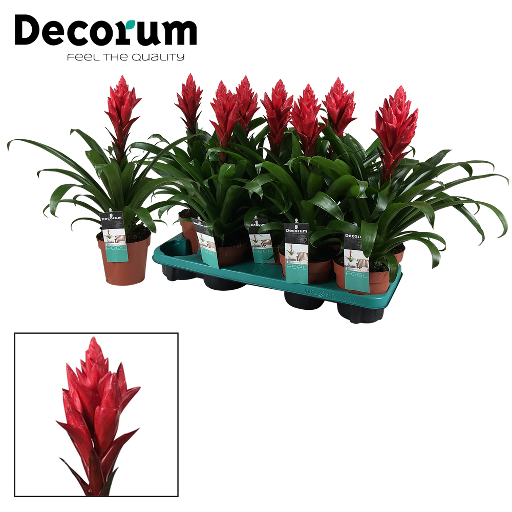 Guzmania Patricia (Decorum).