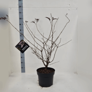 Sambucus nigra Black Beauty