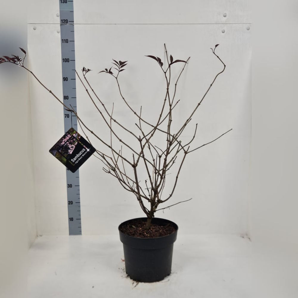 Sambucus nigra Black Beauty.