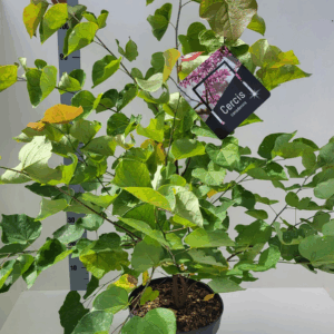 Cercis canadensis.
