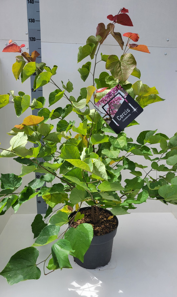 Cercis canadensis.