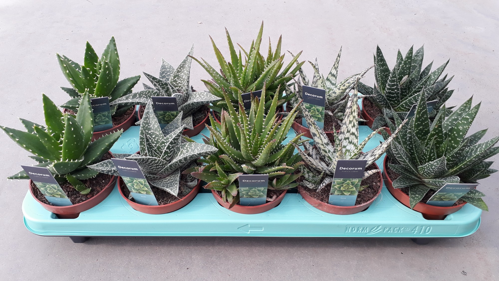 Aloe mix de Luxe.