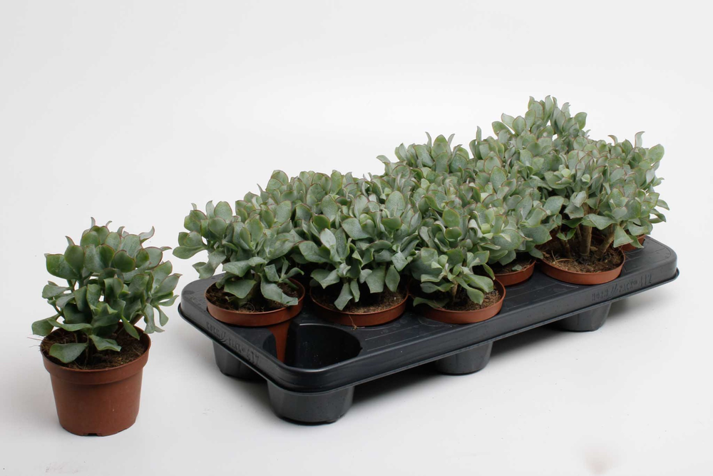 Crassula arborescens undilatifolia.