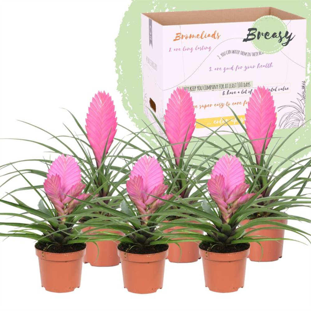 Tillandsia Pink.