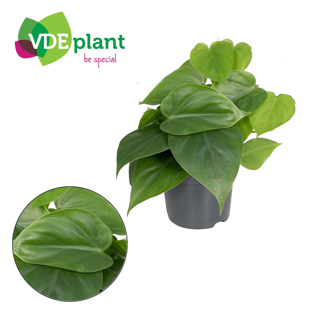 Philodendron Scandens 12cm.