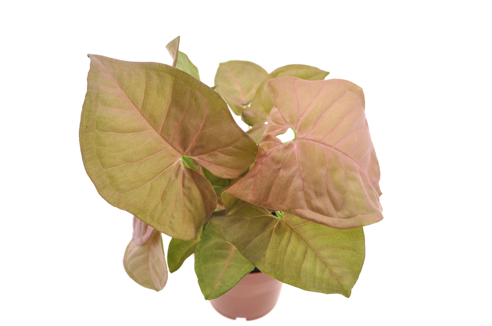 Syngonium Neon.